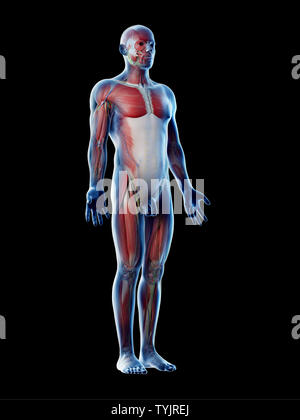 3d reso illustrazione di un mans anatomia Foto Stock