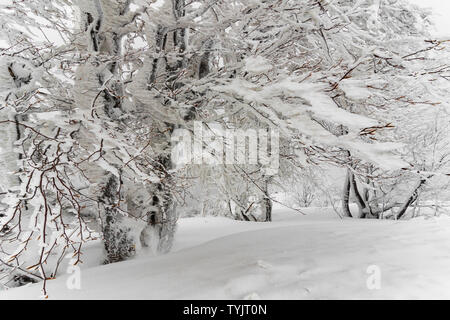 Inverno foresta con coperte di abeti secolari. Incantevole paesaggio invernale Foto Stock