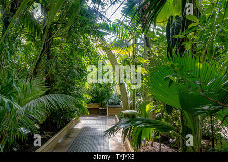 Piante tropicali in temperatura controllata interno della Casa delle Palme presso il Royal Botanic Gardens, Kew , Londra Foto Stock