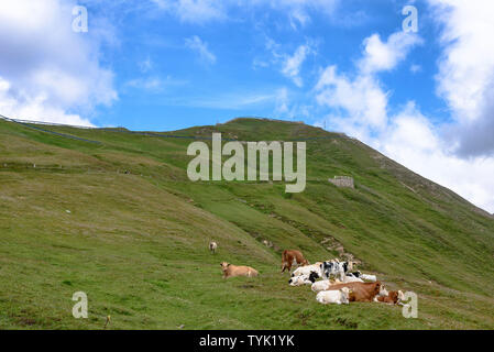 Vacche da Strada alpina del Grossglockner in Austria in estate Foto Stock