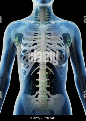 3d reso illustrazione di un femmine linfa toracica nodi Foto Stock