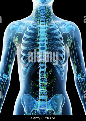 3d reso illustrazione di un femmine linfa toracica nodi Foto Stock