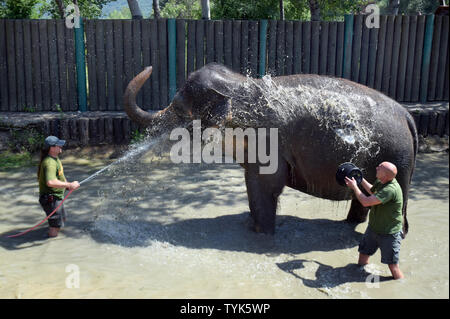 Usti Nad Labem, Repubblica Ceca. Il 26 giugno, 2019. Gli allevatori Jan Javurek, destra e Petr Kiebel showered elefante Asiatico (Elephas maximus) femmina Delhi in Usti nad Labem Zoo, Repubblica Ceca, il 26 giugno 2019. Credito: Libor Zavoral/CTK foto/Alamy Live News Foto Stock