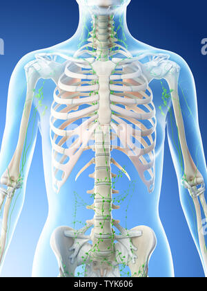3d reso illustrazione di un femmine linfa toracica nodi Foto Stock
