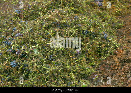 Il processo di raccolta delle uve da vino. Grappolo di uva cancellata di bacche, parte delle uve respinto durante il raccolto, riduzione delle rese. Francia, di Foto Stock