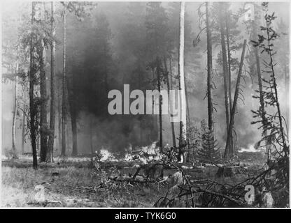 Slash fuoco. Vicino al centro della foto si vede Scaler Walter Moomaw impostazione fuoco al pino asciutto lo SNAG per mezzo di una torcia a propano, campo di applicazione e il contenuto fotografico le relazioni compilate da Harold Weaver illustrano la gestione delle foreste su prenotazione indiana foreste di Washington e Oregon, principalmente su Colville dove Weaver stato Foresta supervisore prima di diventare Guardia Forestale Regionale nel 1960. Ci sono un paio di foto della California e Montana e relazioni del campo scientifico viaggi. Foto Stock