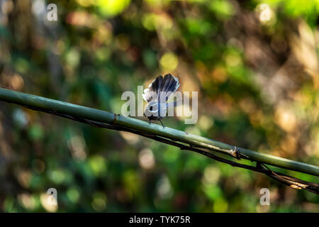 Una ventola di difterite-tailed flycatcher rovistando nel bosco. Foto Stock