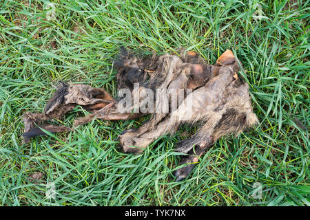 La pelliccia di un cinghiale, Oberweser, Weser Uplands, Weserbergland, Hesse, Germania Foto Stock