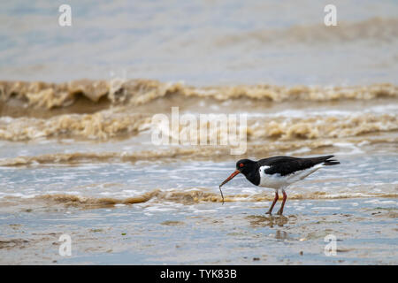 Pied comune (Oystercatcher Haematopus ostralegus) alla ricerca di cibo a bassa marea nel fango Dengie appartamenti, Bradwell sul mare, Essex, Regno Unito Foto Stock