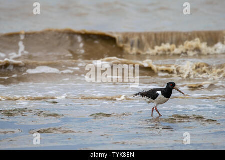 Pied comune (Oystercatcher Haematopus ostralegus) alla ricerca di cibo a bassa marea nel fango Dengie appartamenti, Bradwell sul mare, Essex, Regno Unito Foto Stock