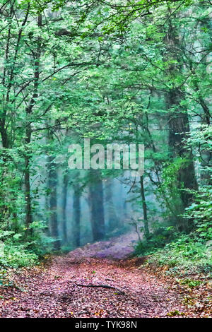 La strada che conduce al misty bosco di latifoglie e il penetrante raggi del sole. Fine estate in Europa centrale Foto Stock