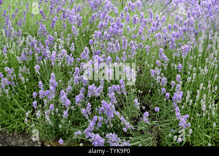 Lavendel, Lavendula, angustifolia Foto Stock