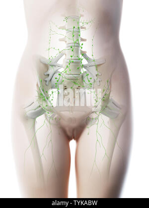 3d reso illustrazione di un femmine addominale linfonodi Foto Stock