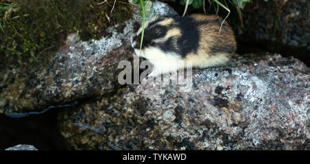 Lemming norvegese (Lemmus lemmus) nascosti tra le rocce della montagna tundra. vive nella tundra nel nord della Scandinavia e Kola Peninsul Foto Stock