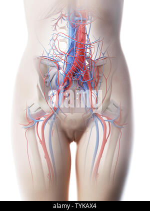 3d reso illustrazione di un femmine addominale del sistema vascolare Foto Stock