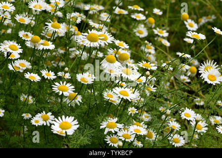 Roemischer Bertram, Anacyclus, piretro Foto Stock