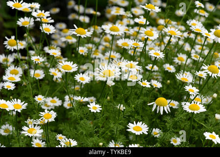 Roemischer Bertram, Anacyclus, piretro Foto Stock