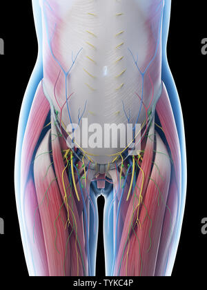 3d reso illustrazione di un femmine anatomia addominale Foto Stock