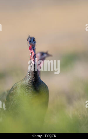 Rio Grande Il tacchino selvatico, (Meliagris galopavo intermedia), Bosque del Apache National Wildlife Refuge, nuovo Messico, Stati Uniti d'America. Foto Stock