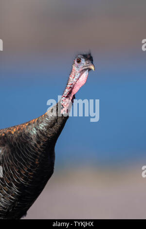 Rio Grande Il tacchino selvatico, (Meliagris galopavo intermedia), Bosque del Apache National Wildlife Refuge, nuovo Messico, Stati Uniti d'America. Foto Stock