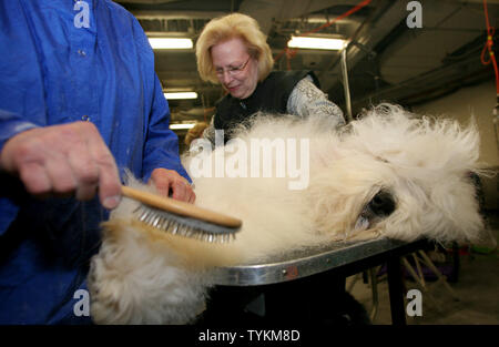 Champion Wisperwoods biscotto selvatico, un vecchio Sheepdog inglese, è curato da Joyce Wetzler (L) e Karen Burdash durante il Westminster Kennel Club Dog Show tenutosi al Madison Square Garden il 15 febbraio 2010 nella città di New York. L annuale dog show, che si è svolta la prima volta nel 1877, le caratteristiche della concorrenza tra razze 150 e 2.500 i cani. UPI /Monika Graff Foto Stock