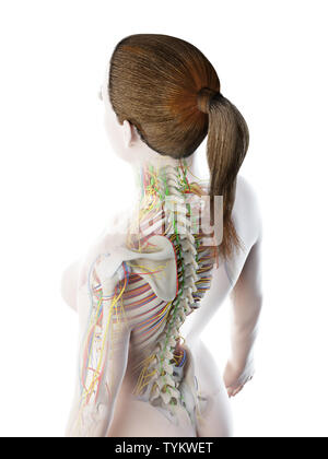 3d reso illustrazione di una anatomia femmine Foto Stock