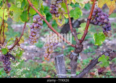 Le uve bianche di Sauternes Foto Stock