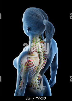 3d reso illustrazione di una anatomia femmine Foto Stock