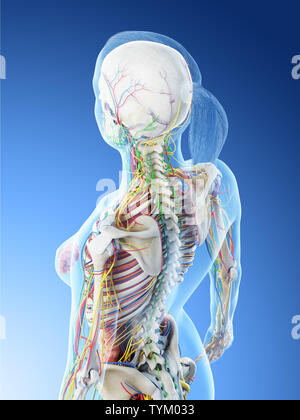 3d reso illustrazione di una anatomia femmine Foto Stock
