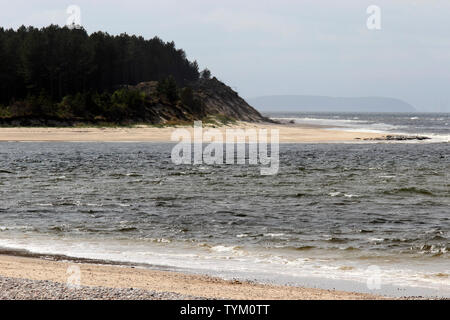 Guarnizioni, Culbin foresta, Findhorn Bay, Scotland, Regno Unito Foto Stock