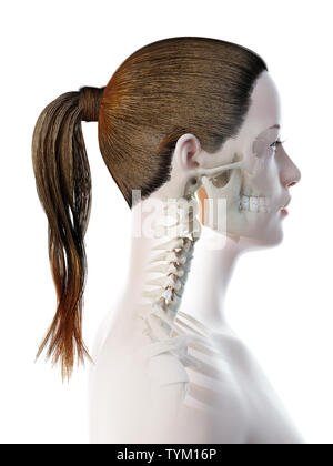 3d reso illustrazione di un femmine le ossa della testa e del collo Foto Stock