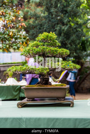 Albero di Bonsai fiera in Hospitalet de Llobregat, Catalogna, Spagna Foto Stock