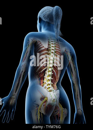 3d reso illustrazione di una anatomia femmine Foto Stock