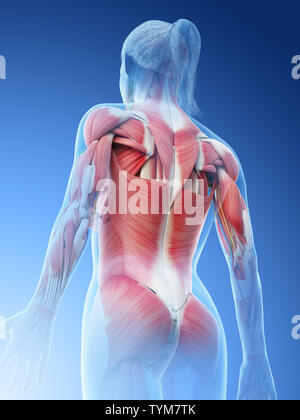 3d reso illustrazione di un femmine superiore dei muscoli del corpo Foto Stock
