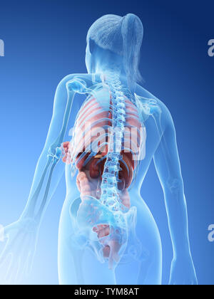 3d reso illustrazione di un femmine organi Foto Stock