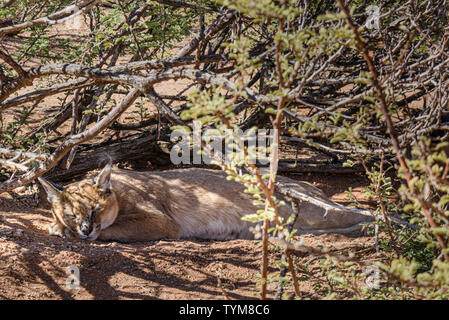 Caracal gatto dorme sotto una bussola in Namibia Foto Stock