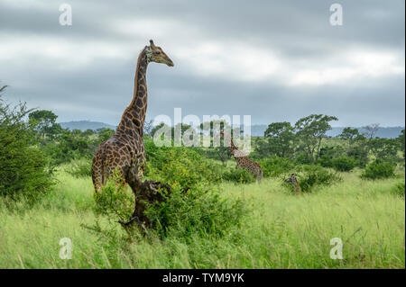 Africa; Africa australe; African; nordest, Parco Nazionale Kruger, Giraffe Foto Stock