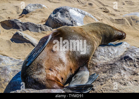 Una delle più grandi colonie di Cape le foche nel mondo, Cape Cross, Skeleton Coast, Namibia Foto Stock