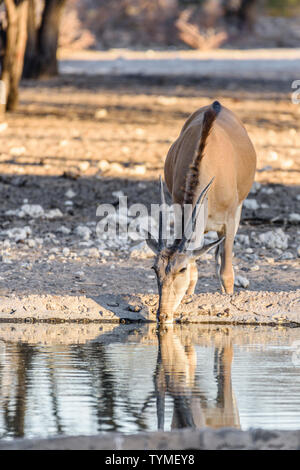 Common eland, la seconda più grande di tutte le antilopi, raggiungendo circa 1.6m a spalla, bere a uno artificiale foro di acqua nella savana della Namibia Foto Stock