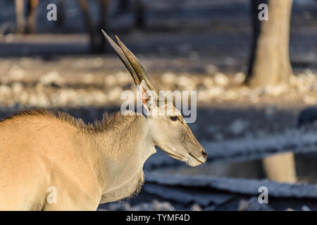 Common eland, la seconda più grande di tutte le antilopi, raggiungendo circa 1.6m in corrispondenza della spalla. Foto Stock