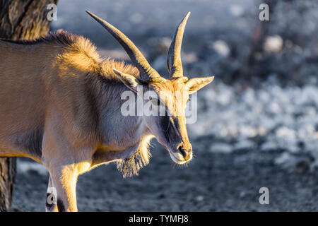 Common eland, la seconda più grande di tutte le antilopi, raggiungendo circa 1.6m in corrispondenza della spalla. Foto Stock
