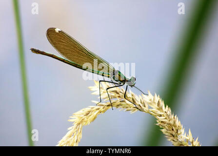 Verde su dragonfly spikelet giallo su sfondo blu Foto Stock