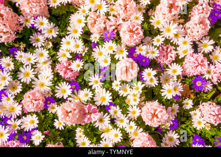 Fiori diversi. Decorate con motivi floreali sfondo a parete Foto Stock