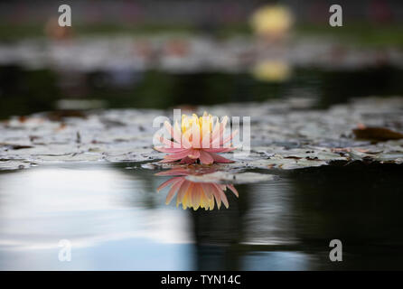 Nymphaea cypriana. Hardy giglio di acqua su un laghetto. Regno Unito Foto Stock