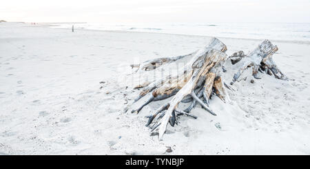 Driftwood su una spiaggia in Ustka, Mar Baltico, Polonia Foto Stock