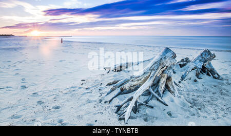 Driftwood su una spiaggia in Ustka, Mar Baltico, Polonia Foto Stock