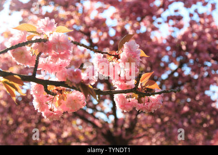 Pariso Village Park di fiori di ciliegio Foto Stock