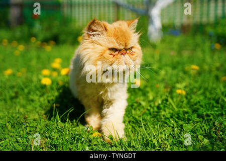 Rosso gatto persiano nell'erba verde. Foto Stock