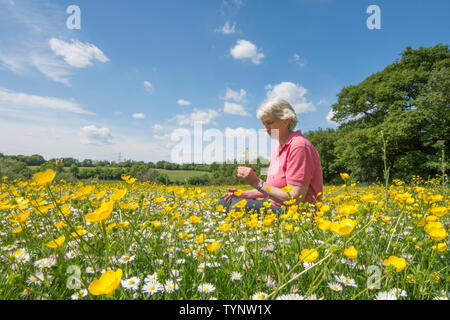 Donna seduta in un selvaggio fiore prato, ranuncolo bulboso, Ranunculus bulbosus e Daisy, Bellis perennis, Essex, Regno Unito, maggio Foto Stock