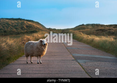 Divertente Pecora in piedi da solo su una strada vuota, guardando la telecamera, nelle dune dell'isola di Sylt, Germania, nella luce del mattino. Foto Stock